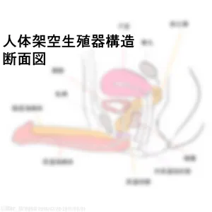 [Pixiv] [Mer Dragon] Cross-sectional diagram of futanari and similar reproductive organs.